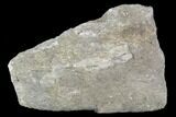 Rough, Agatized Dinosaur Bone ( Ounces) - Colorado #108443-2